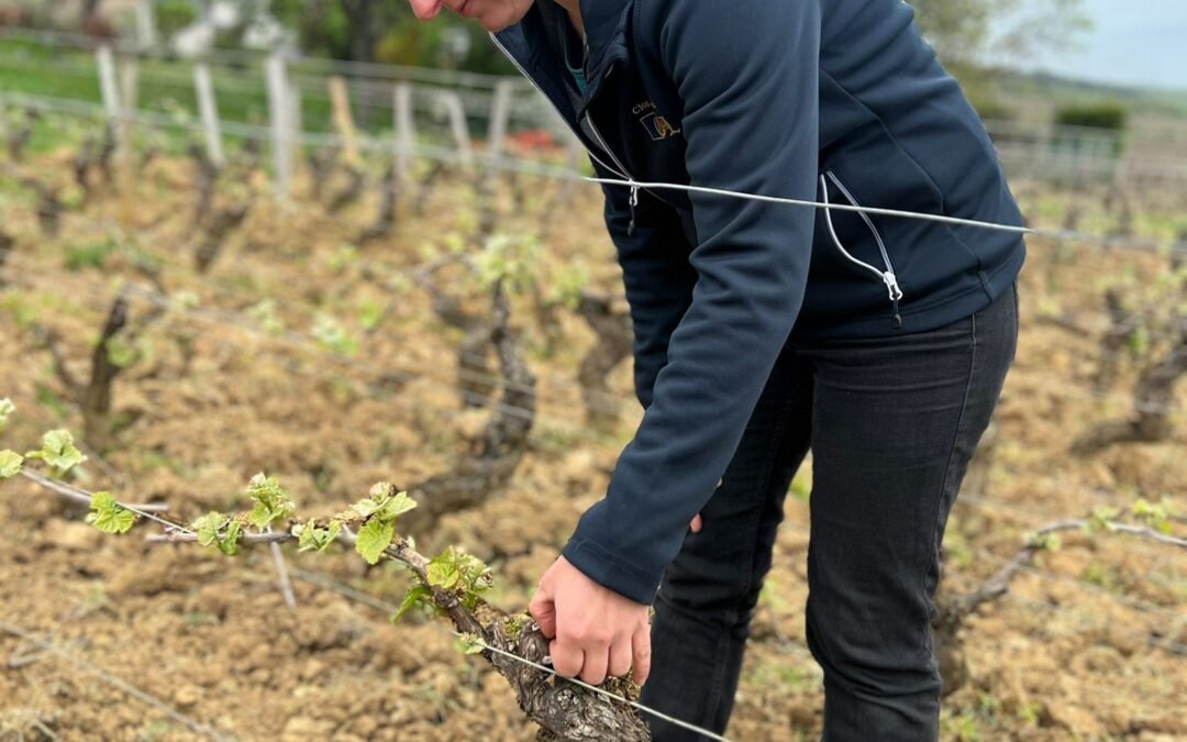 Virginie Bernard, viticultrice, arpentant ses vignes
