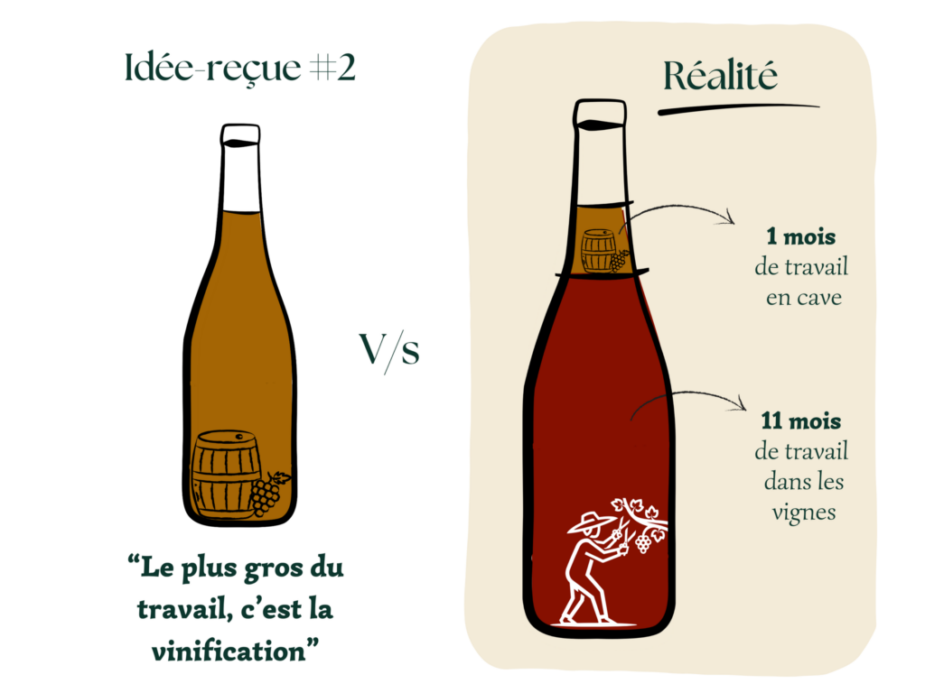 le travail de la vigne versus la vinification
